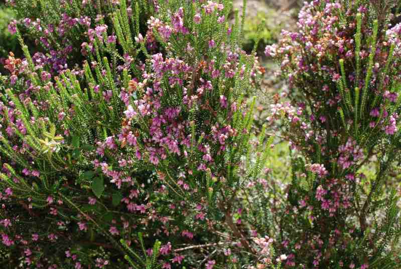 Erica terminalis / Erica tirrenica